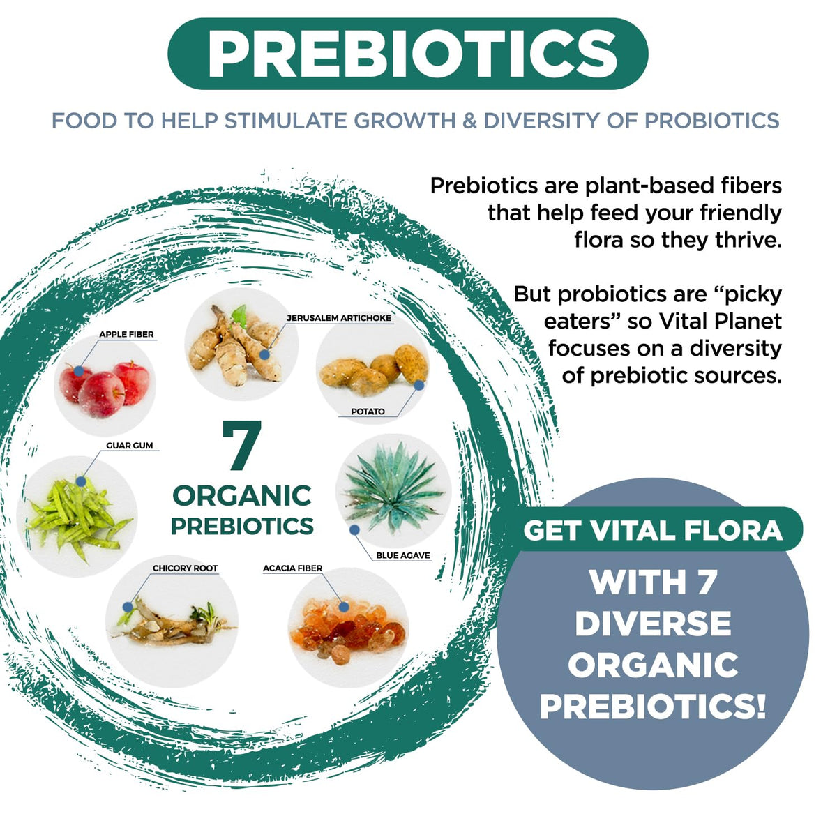 Vital Planet Vital Flora Ultra Probiotique, capsules dans un verre d'eau
