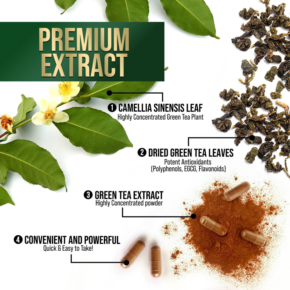 Vue arrière de la bouteille d'extrait de thé vert Nature's Nutrition