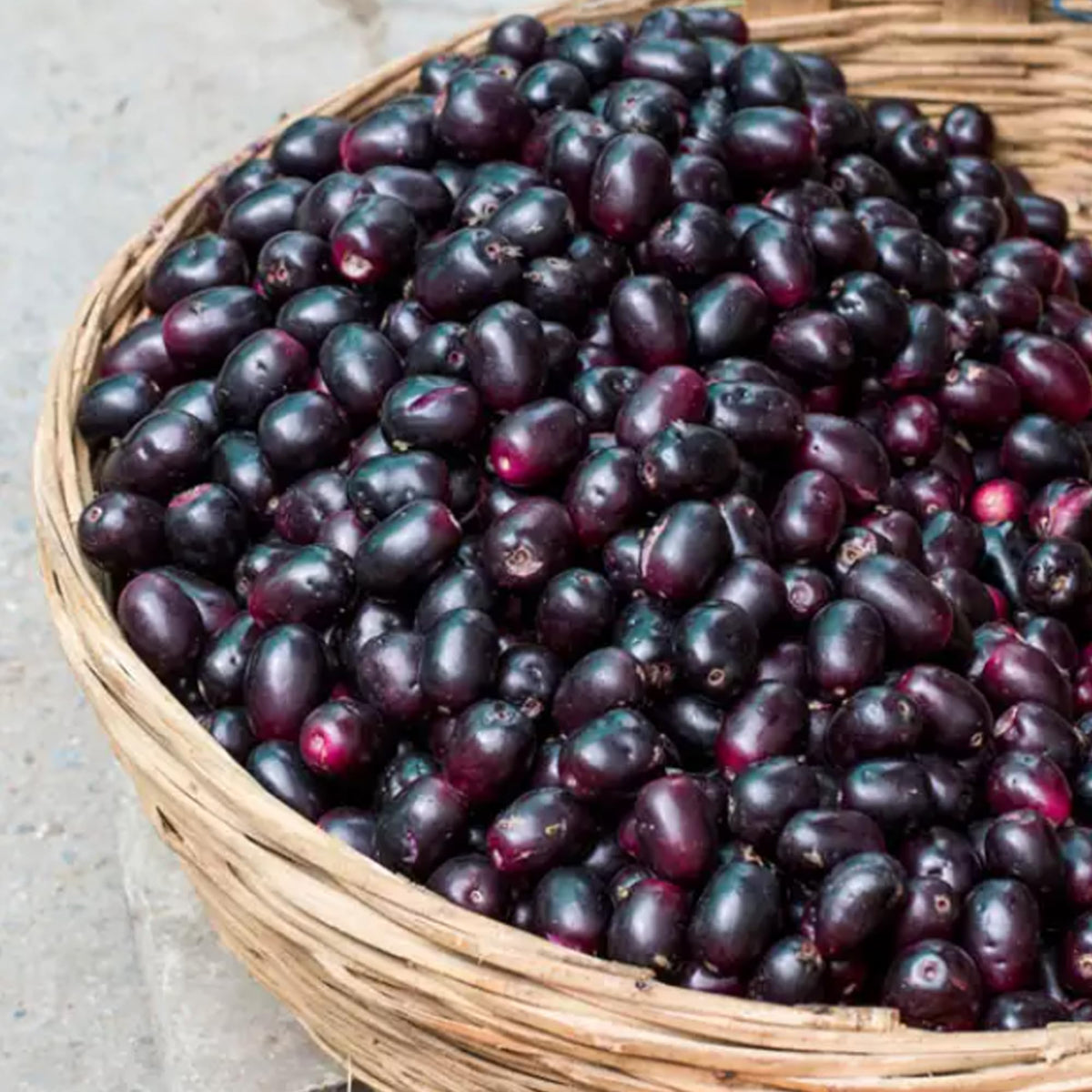 Vue arrière des capsules de graines de Jamun Earthborn Elements