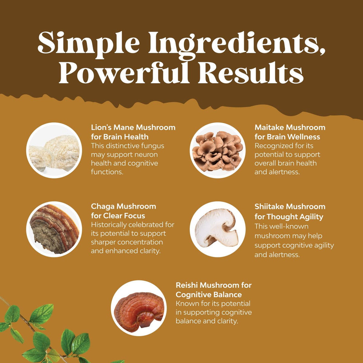 Vue arrière du flacon de capsules Natures Craft Champignon Lion