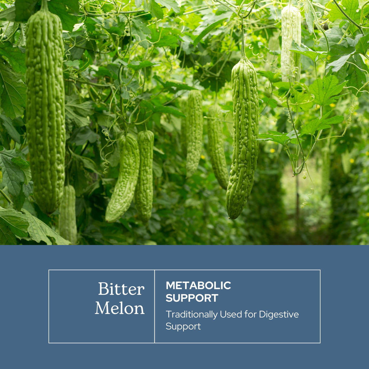 Vue arrière du flacon de melon amer ECLECTIC INSTITUTE
