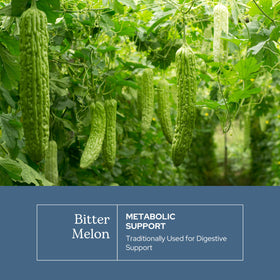 Vue arrière du flacon de melon amer ECLECTIC INSTITUTE