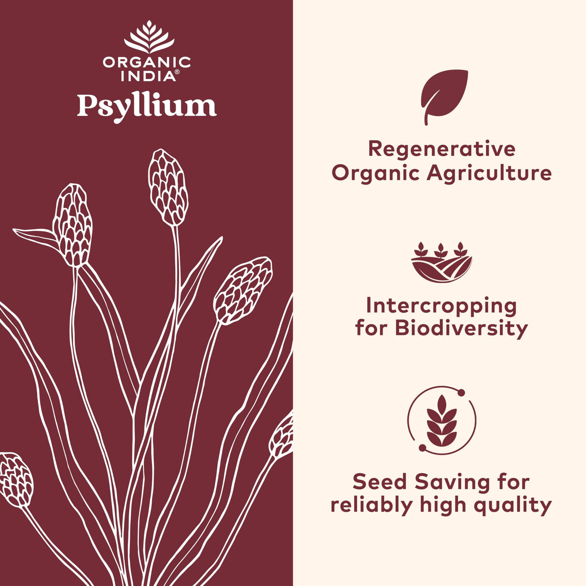 Vue arrière du flacon de poudre de psyllium bio ORGANIC INDIA