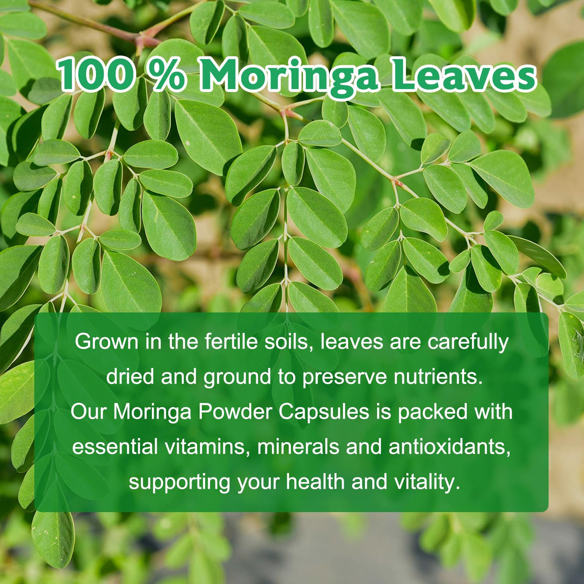 Vue de côté du flacon de capsules de Moringa Balincer
