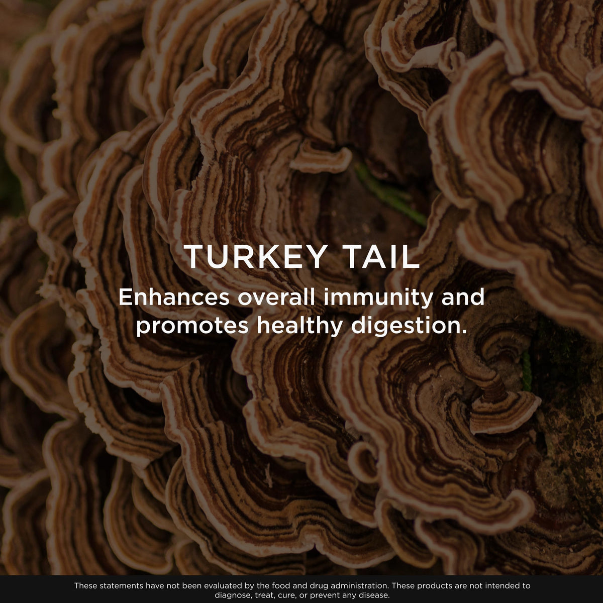 Vue de dessus du flacon de Turkey Tail 120 capsules