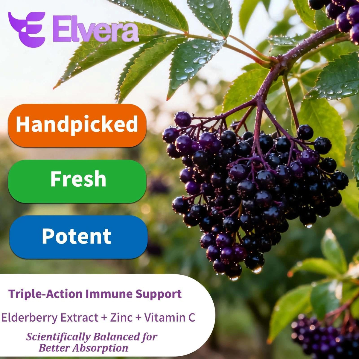 Vue de dos de la bouteille ELSORY Elvera Sureau 120 capsules