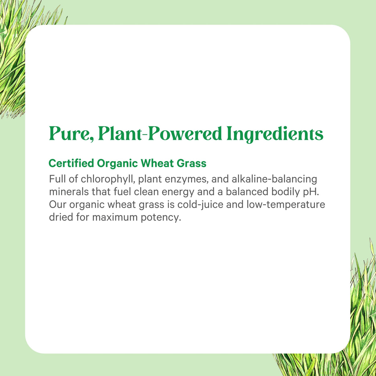 Vue de l'intérieur de la Poudre de Jus de Blé Bio PURE SYNERGY