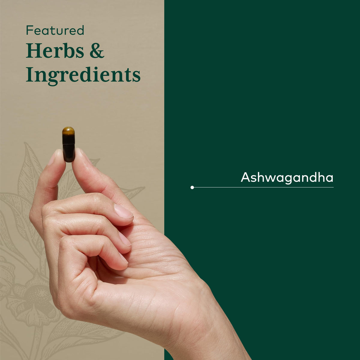Vue de la racine d'ashwagandha cultivée sur la ferme Gaia Herbs