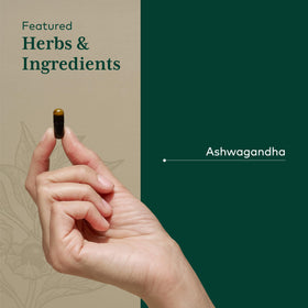 Vue de la racine d'ashwagandha cultivée sur la ferme Gaia Herbs