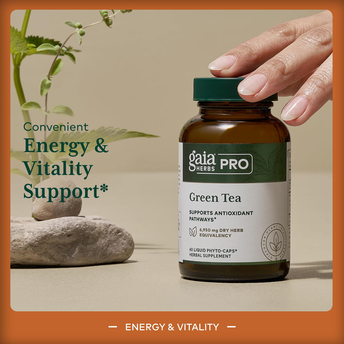 Vue de près de l'étiquette du produit Gaia Herbs PRO Thé Vert