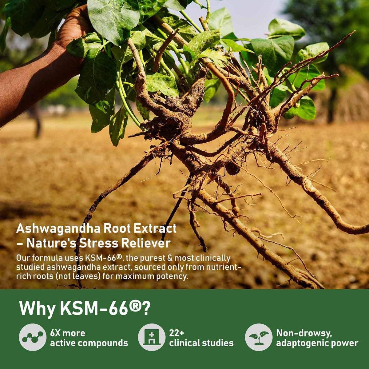 Vue du dosage quotidien de GlowEver KSM-66 Ashwagandha