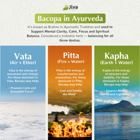 Vue en gros plan des capsules Jiva Botanicals Bacopa Monnieri