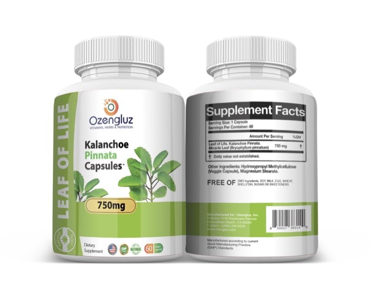 Vue latérale des capsules de Kalanchoe Pinnata Ozengluz