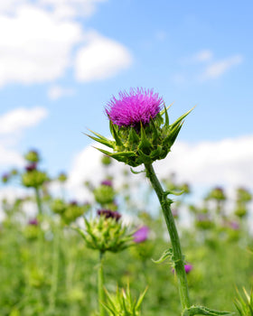 Vue latérale du flacon d'extrait de chardon-marie Herb Pharm