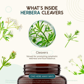 Vue rapprochée des capsules HerbEra de Cleavers