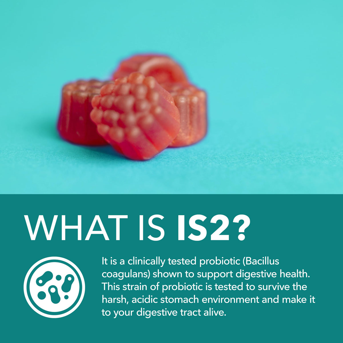 Vue rapprochée des gummies probiotiques HAVASU NUTRITION