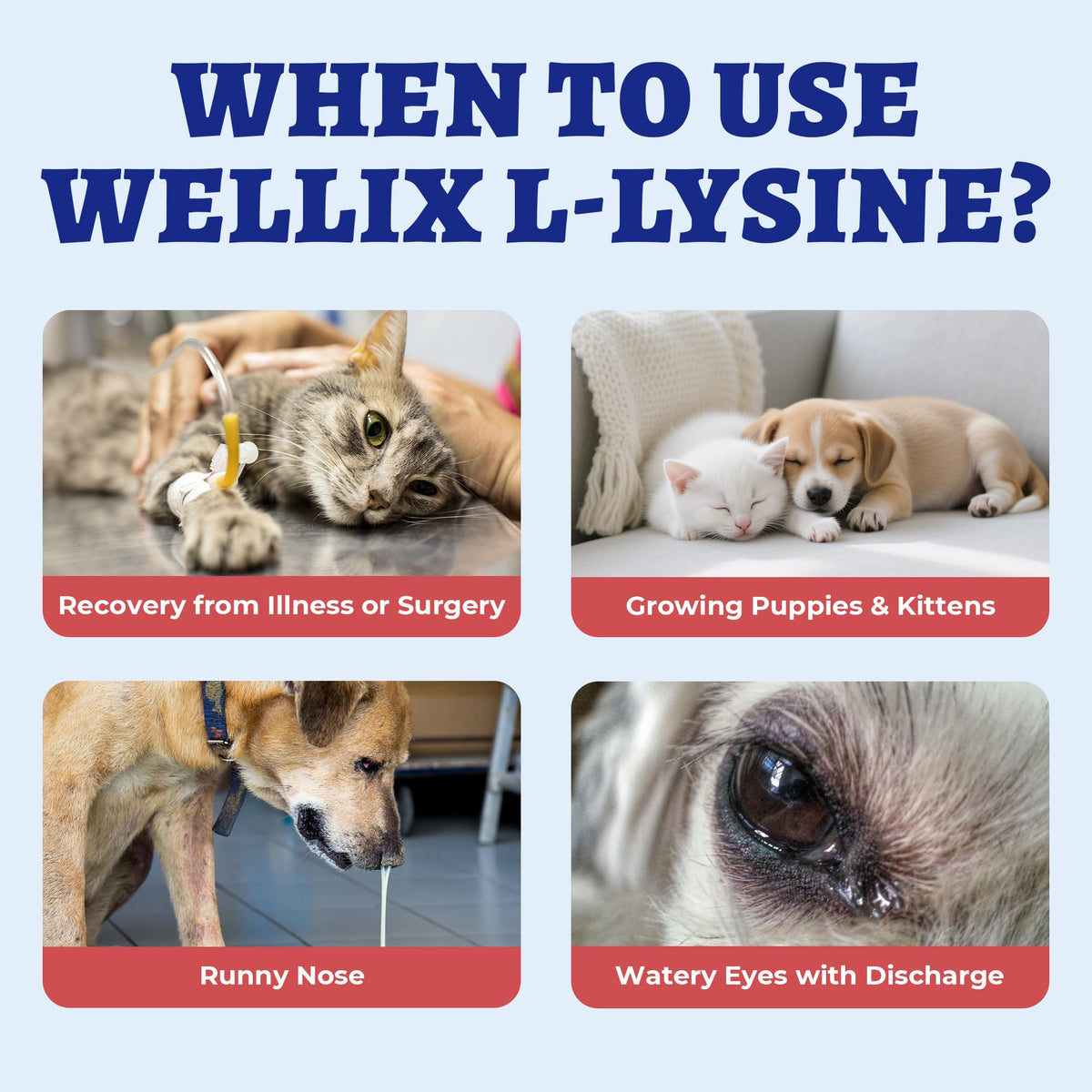 Wellix L-Lysine Liquide 118 ml pour Chats et Chiens, en cours d'utilisation avec un animal