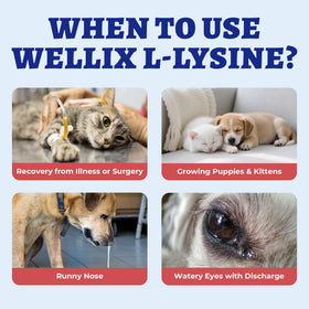 Wellix L-Lysine Liquide 118 ml pour Chats et Chiens, en cours d'utilisation avec un animal