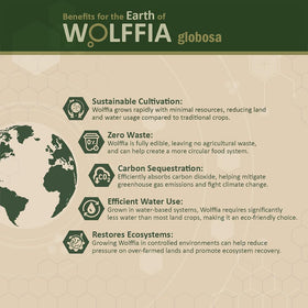Wolffia globosa 60g avec des légumes frais