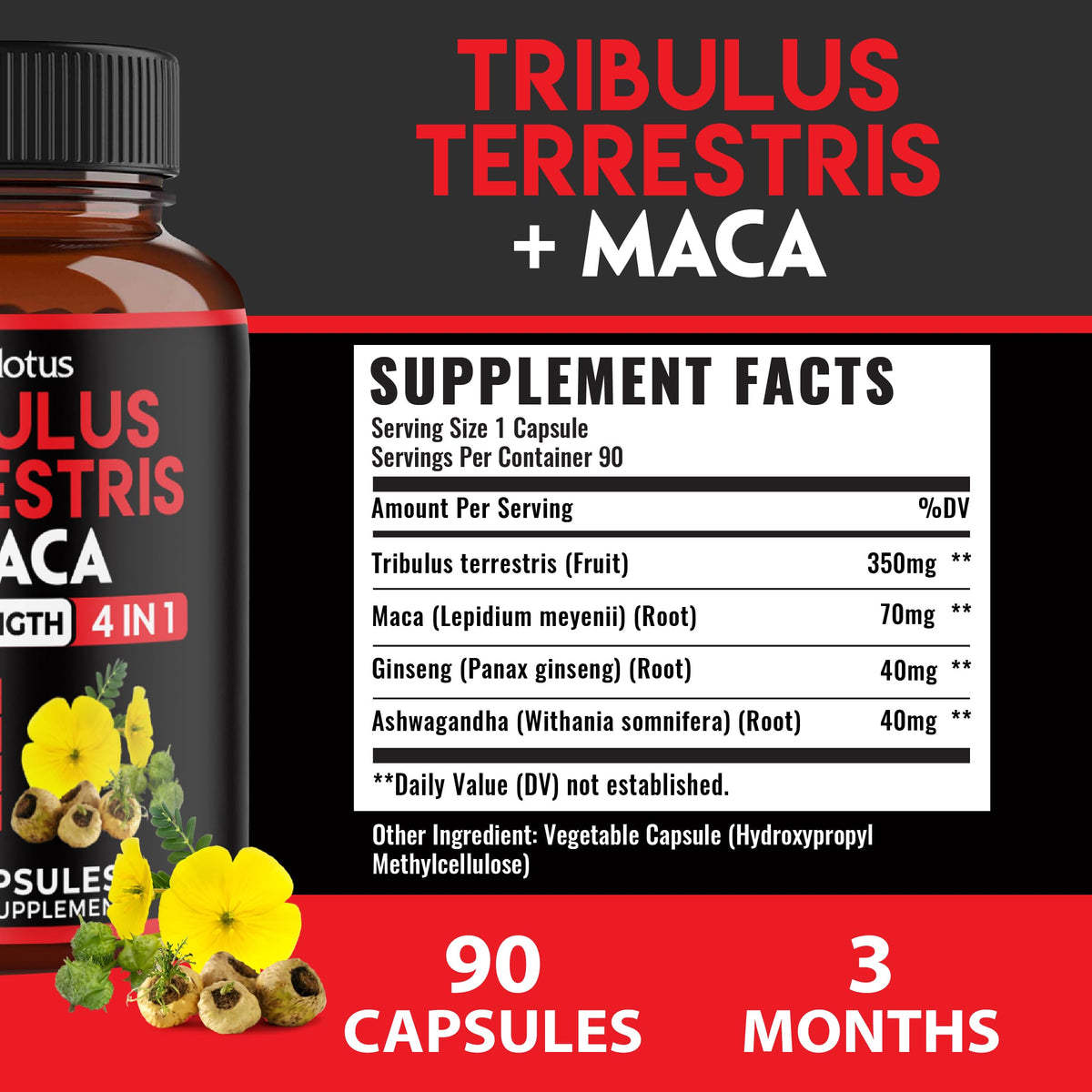 Zolotus Tribulus Terrestris capsules avec tablettes sur fond blanc