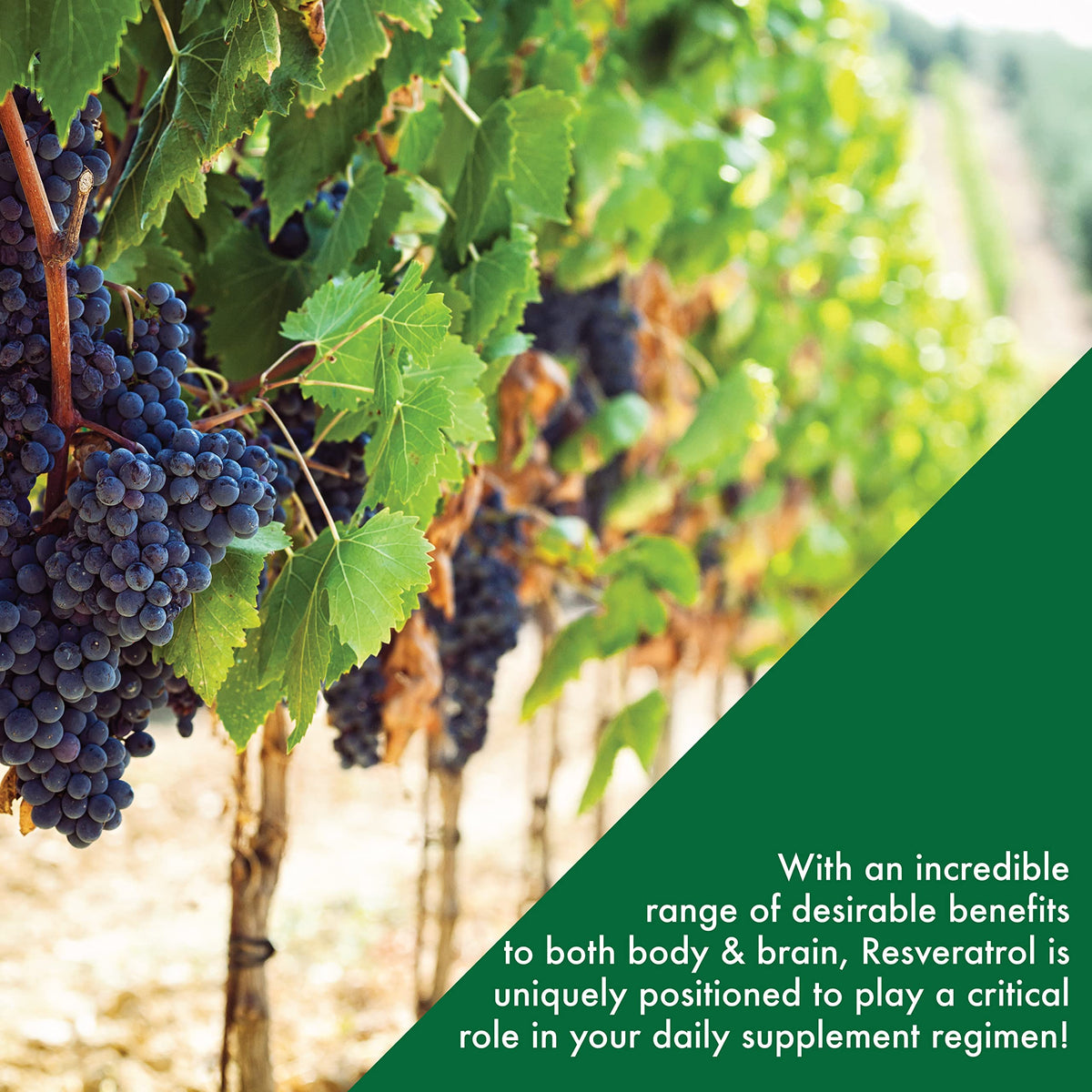 Zoom sur les gélules de Resveratrol 100 mg Health Thru Nutrition